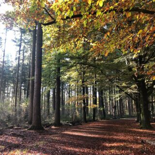 Herfstwandeling🤎🥰
